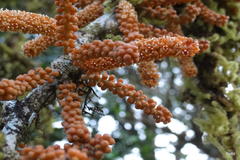 Scleropyrum pentandrum